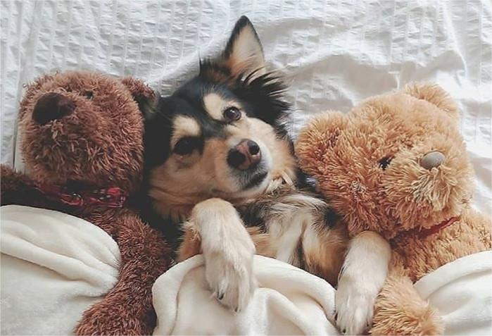 Why does a lot of dog bring toys to bed?