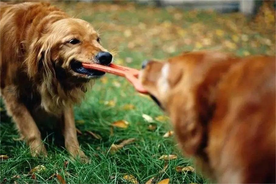 Managing and Preventing Dog Toys Aggression Among Dogs