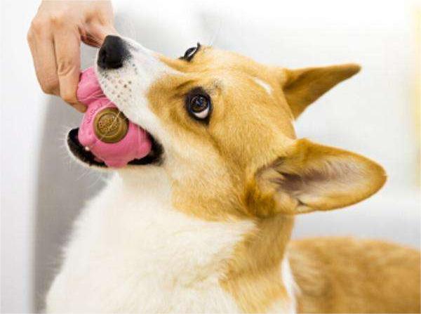 Understand the behavior of pet play from pet toys