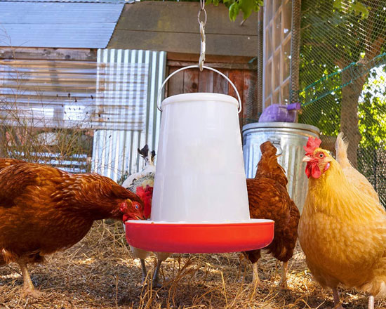 What is the mechanism for automatically feeding water to chickens