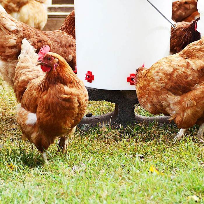 Kyllingervortedrikker: Du skal vide det