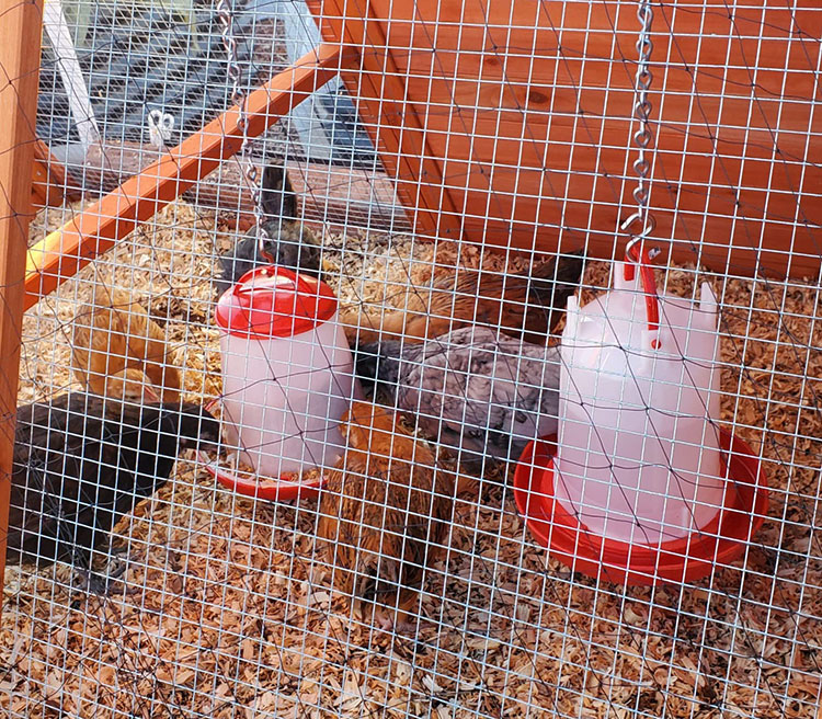 Custom Colors Poultry Drinker and Feeder