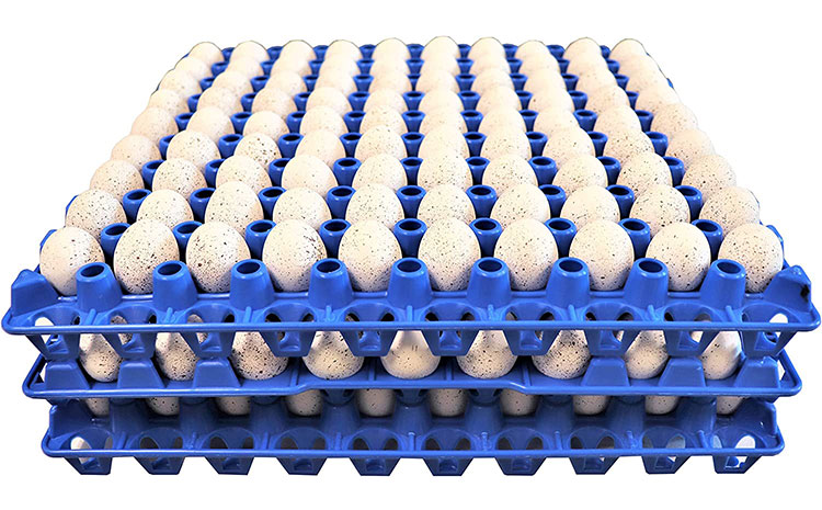 Plastic Quail Egg Tray