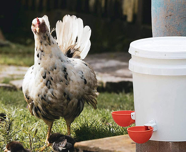 Large Automatic Chicken Waterer Cups Poultry Drinker Kit