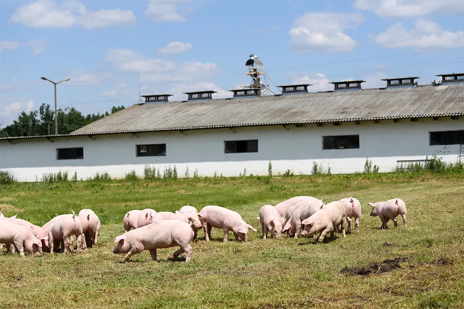 Modern domuz çiftliği bu 6 domuz ekipmanından çok az