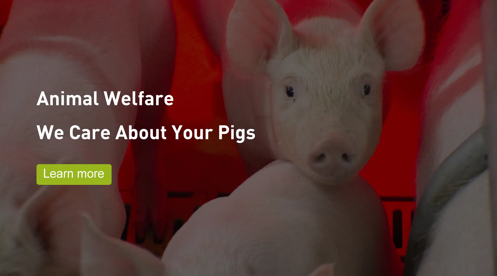 Pig Welsafe Farrowing Crate Manufacturers