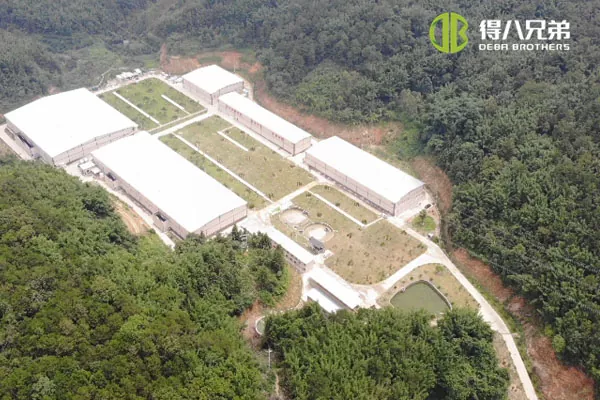 ãŠerimo skystu šėrimo sistemaGuangdong Zhaoqing 20000 penimų 10000 nujunkančių kiaulių ferma.