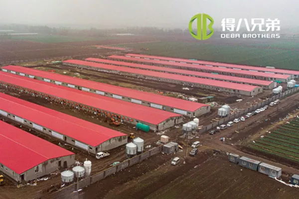 ãProjet de ligne complèteãShandong Zhucheng4800 ferme de truies