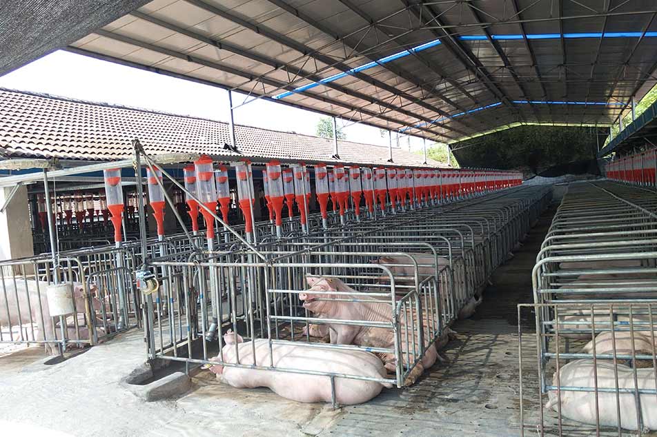 Como escolher a caixa de gestação certa para sua fazenda de porcos