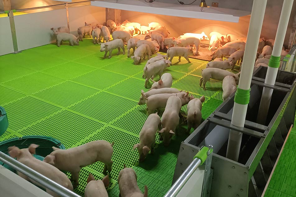 PVC aplinkui skirtas kiaulių gardo apdaila: modernus ir efektyvus kiaulininkystės sprendimas
