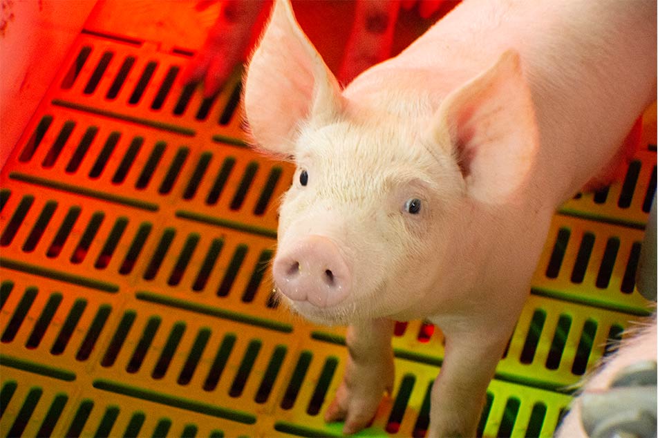 Alegerea celei mai bune podele pentru casa ta de porci: Ghidul Deba Brothers® PIG FLOOR