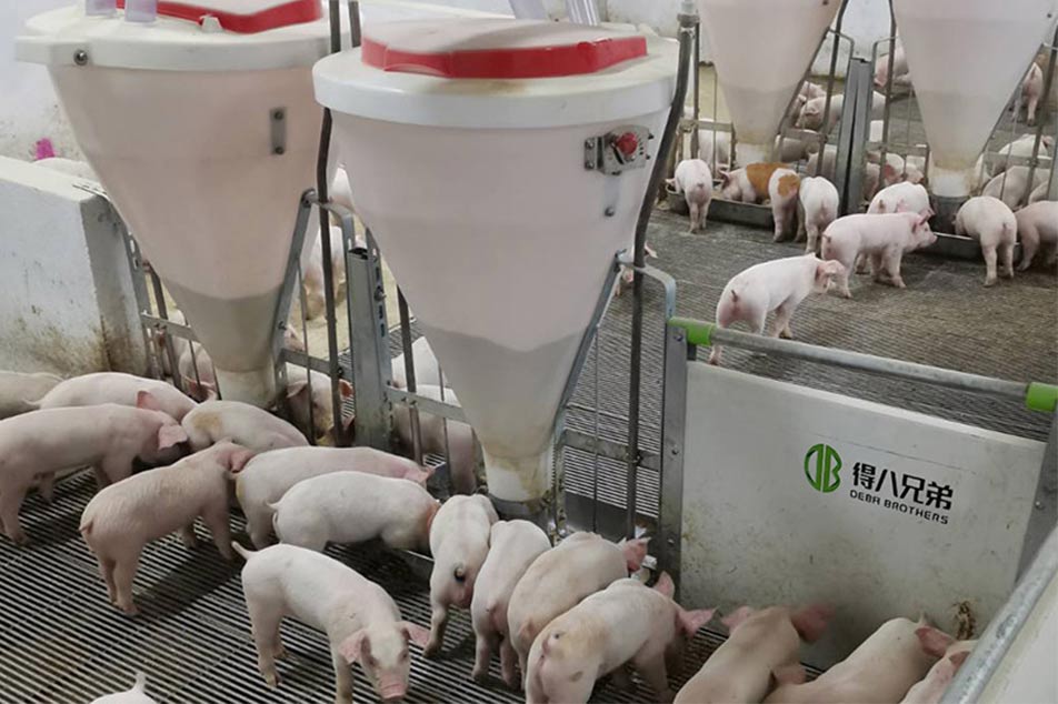 Cara Memilih PIG FEEDER yang Tepat untuk Peternakan Babi Anda: Panduan Lengkap oleh Deba Brothers®
