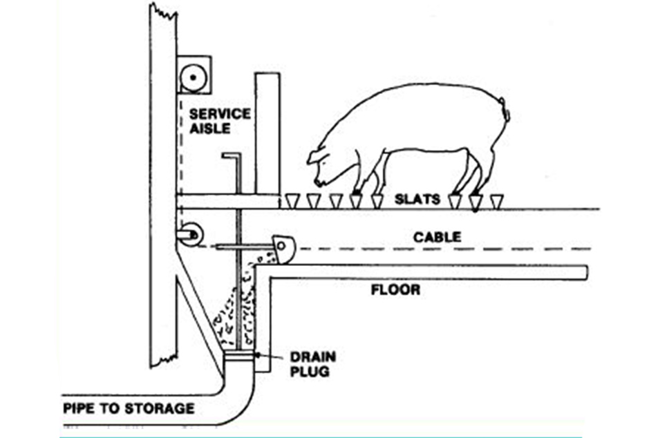Révolutionnez votre élevage porcin avec un système de grattoir à lisier de porc de haute qualité