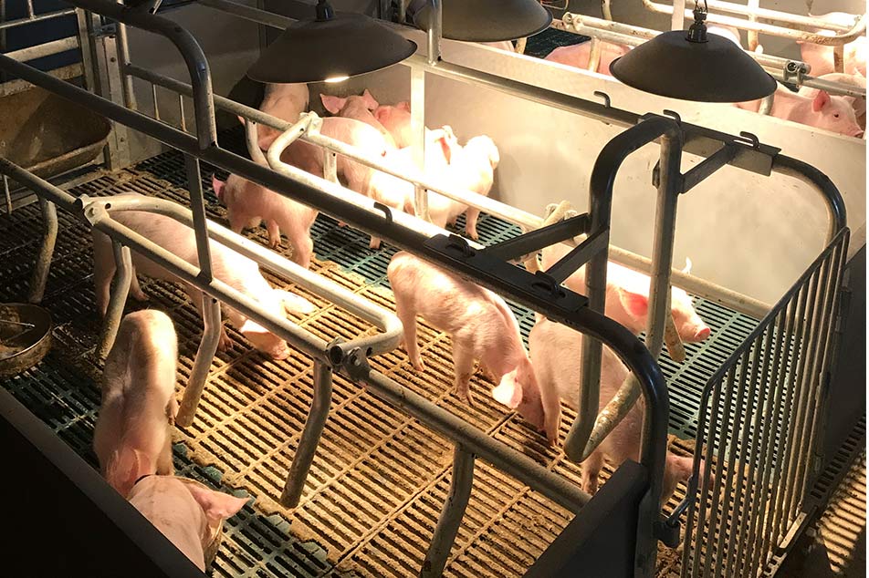 Atendendo às necessidades comportamentais e de bem-estar dos porcos: fornecendo moradia e espaço apropriados para proprietários de fazendas de porcos