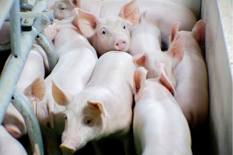 جعبه ولساف فاروینگ: ارتقاء رفاه خوک در مدیریت پرورش خوک