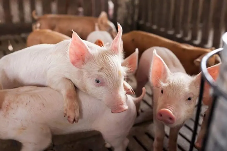 世界の食肉貿易の見通し：ブラジルは輸出利益を拡大、アジア市場でチャンスが生まれる