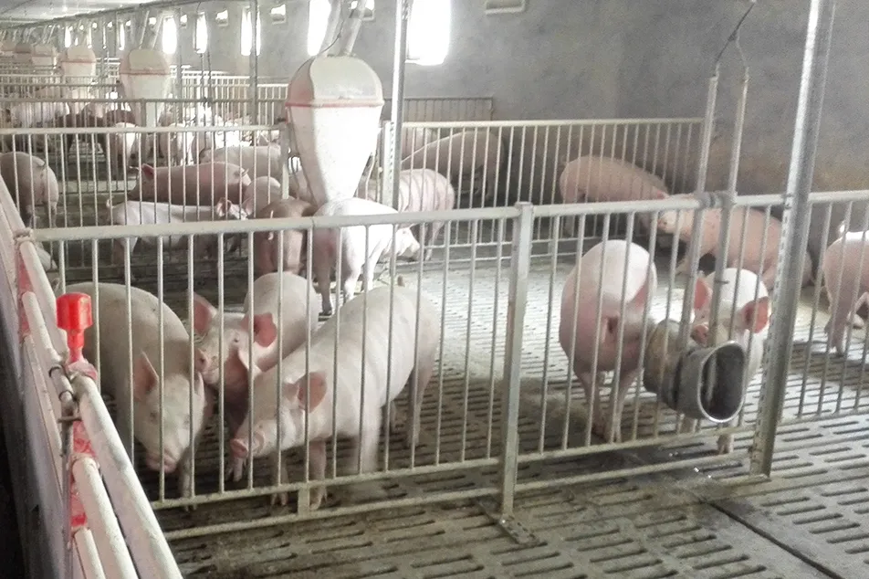 지속 가능성과 환경 건강을 위한 돼지 사육 관행 최적화