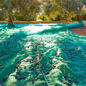 Olive Harvest Net