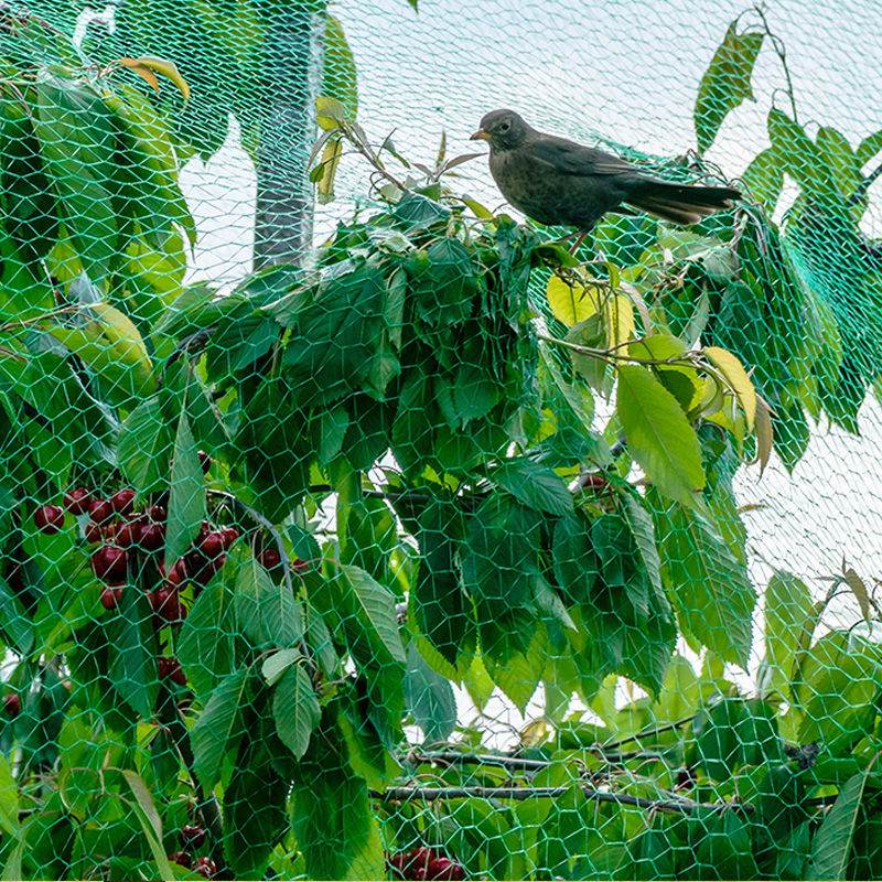 Vloga mreže proti pticam v sadovnjaku in kako izbrati mrežo proti pticam