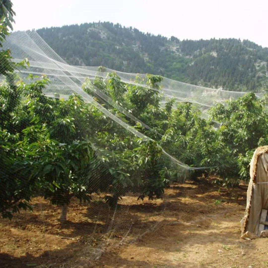 Applicazione di rete antiuccelli su alberi da frutto