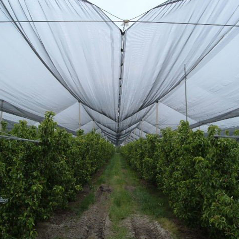 Farmers find protection and increased yields with HDPE anti-bird netting