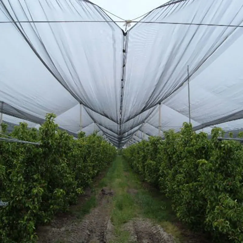 Gli agricoltori trovano protezione e maggiori rese con la rete antiuccelli in HDPE