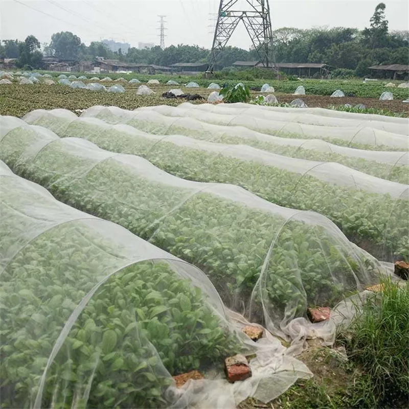 Bakit kailangang maglagay ng mga anti-insect net?