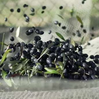 Olive Harvest Net