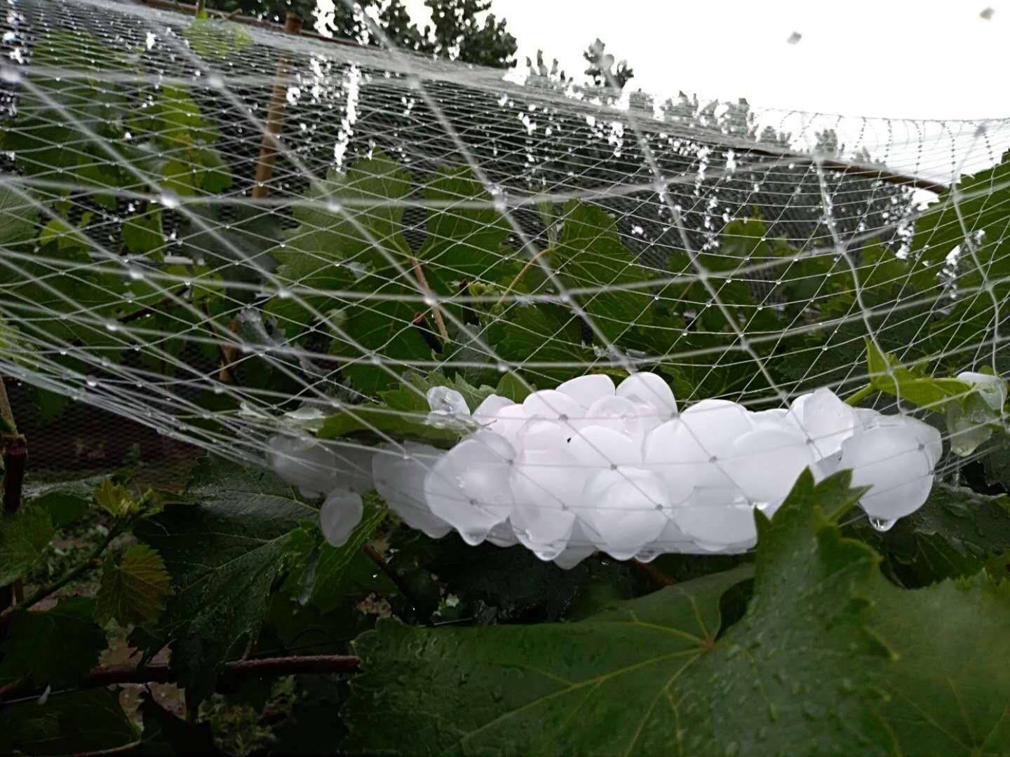 Agricultural Anti Hail Net