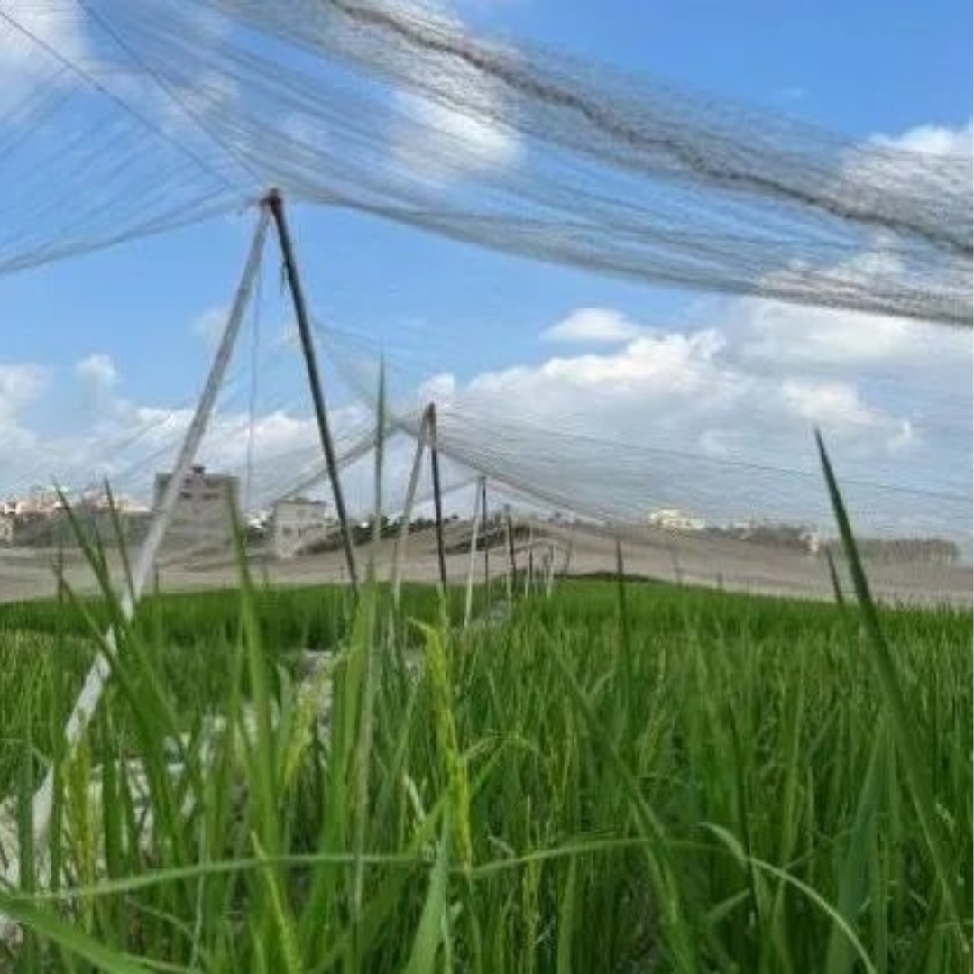 Mreža proti pticam za riževo polje
