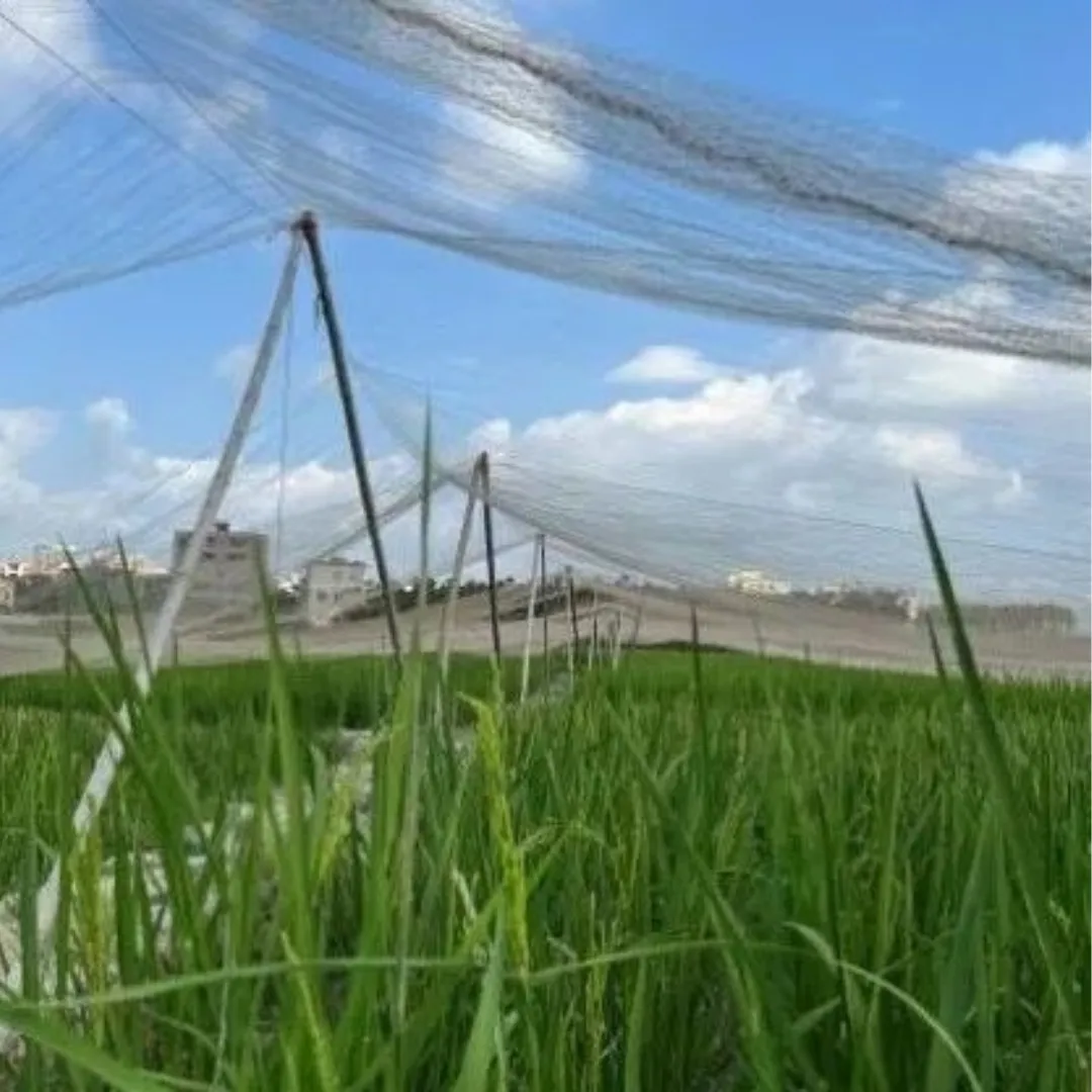 Anti Bird Net for Rice Field