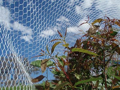 Apple Orchard Anti-bird Net