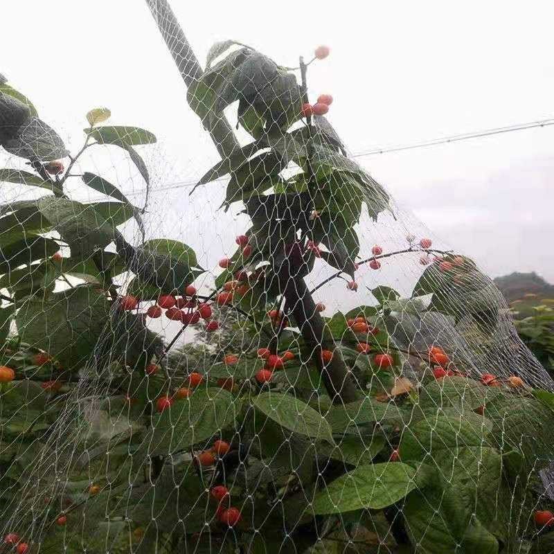 Cherry Anti-Vogel-Netz