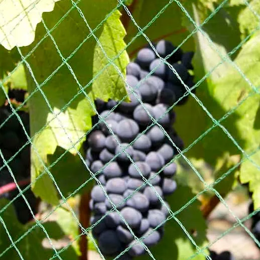 Vineyardin lintuverkko