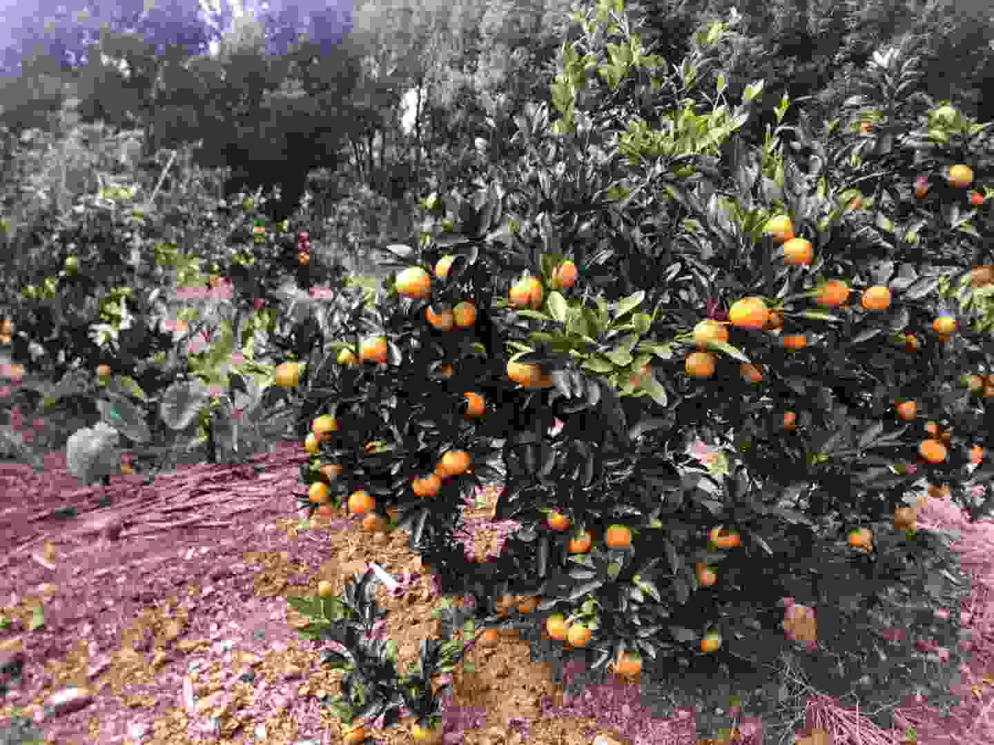 Company activities - Picking oranges