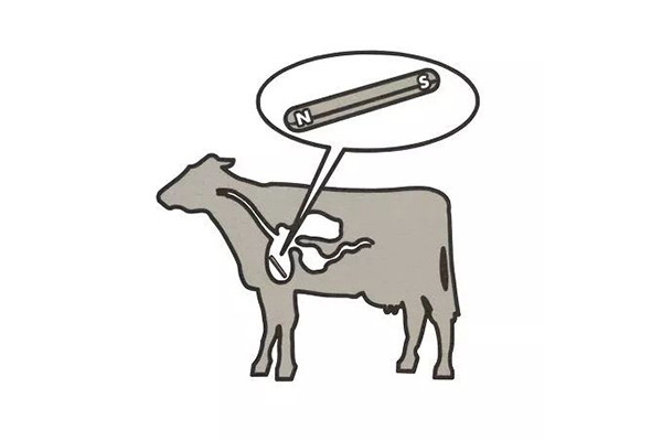 Application of Cow Magnet