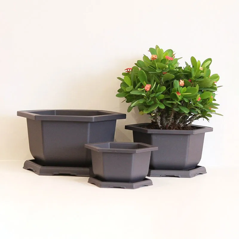 Chậu bonsai lục giác