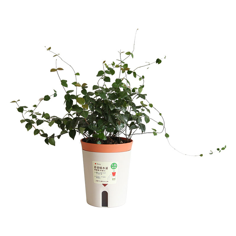 Self Watering Indoor Flower Pot - 4