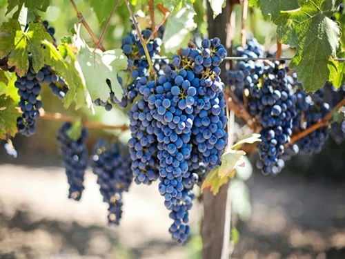 Resveratrol: A Naturalis Health Custos