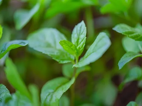 منتیل استات: یک ادویه معطر که طراوت و خنکی را به ارمغان می آورد