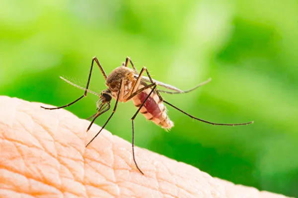 Prevent summer mosquito bites