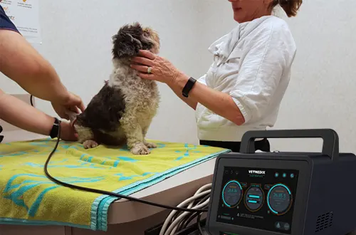 Does laser therapy work for dogs?
