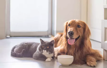 Bolehkah hamster makan makanan anjing?