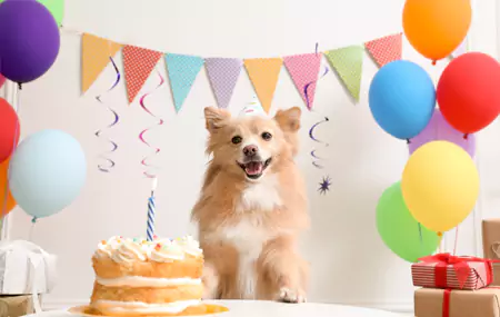 Cosa ti serve per una festa di compleanno per animali domestici?