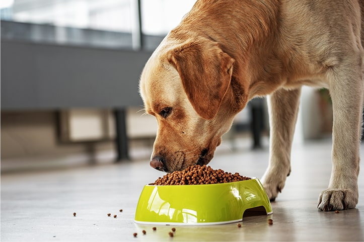 Làm thế nào để chọn thức ăn tốt cho chó? Lời nhắc của Yinge: 5 điểm quan trọng cần chú ý