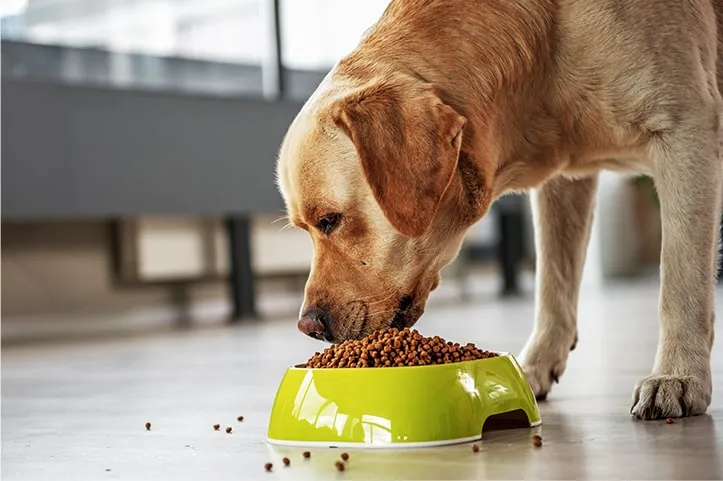 Како одабрати добру храну за псе? Иинге подсетник: 5 важних тачака на које треба обратити пажњу