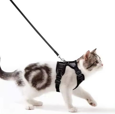 Kitten With Suspenders Outside Kitten Suspenders Vest