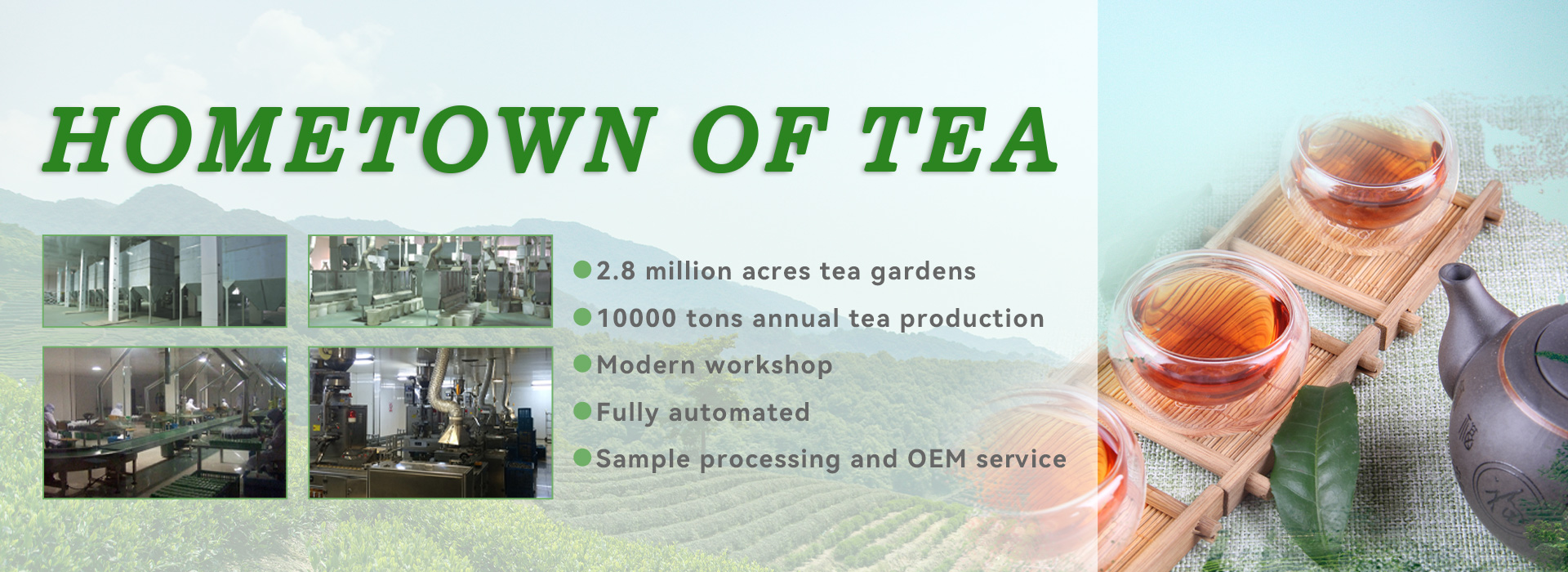 Fornitore standard europeo di tè verde
