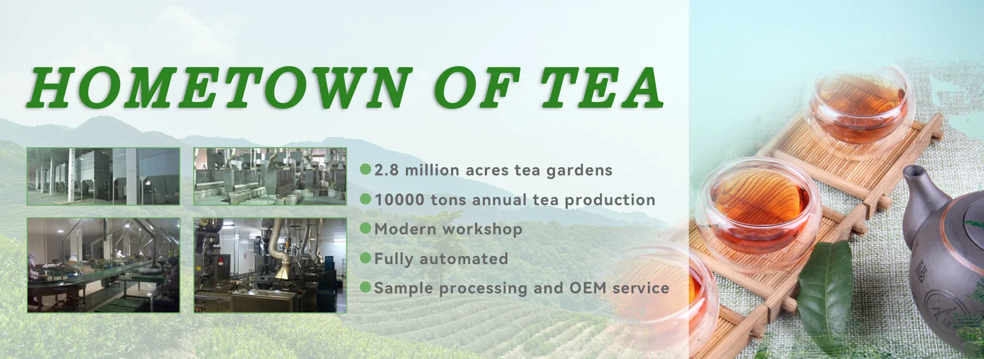 Fournisseur standard de thé vert de l'UE