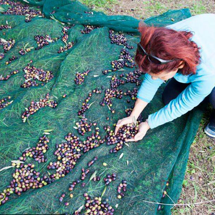 HDPE UV Anachitira Olive Harvest Net